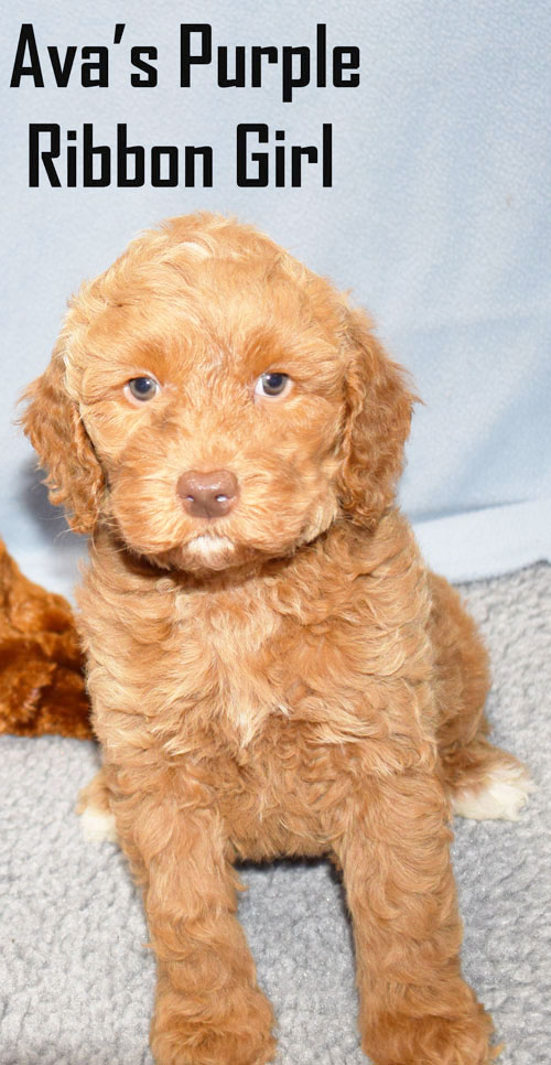 australian labradoodle